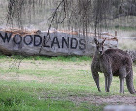 Living Legends: The International Home Of Rest For Champion Horses - ACT Tourism 1