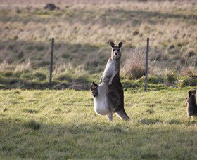 Living Legends: The International Home Of Rest For Champion Horses - ACT Tourism 3
