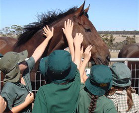 Living Legends: The International Home Of Rest For Champion Horses - ACT Tourism 4
