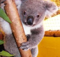 Cooberrie Park Wildlife Sanctuary - ACT Tourism