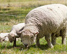 Short Sheep Micro-Winery - ACT Tourism 6