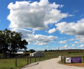 Short Sheep Micro-Winery - ACT Tourism 8