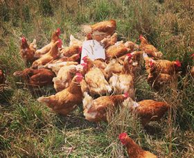 Ravens Creek Farm - ACT Tourism 6