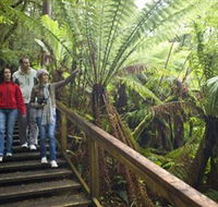 Otway Fly Treetop Adventures - ACT Tourism