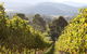 Pizzini Wines King Valley - thumb 3