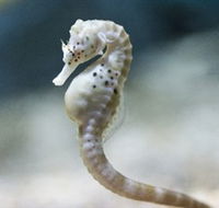 SEA LIFE Melbourne Aquarium - ACT Tourism