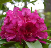 Campbell Rhododendron Gardens - ACT Tourism