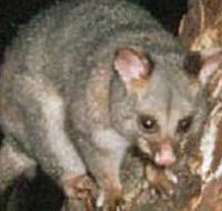 Moondarra State Park - ACT Tourism