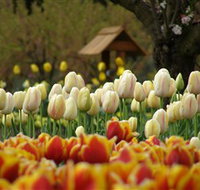 Tulip Top Gardens - ACT Tourism