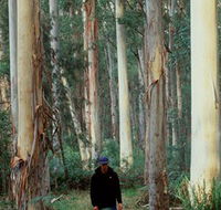 Blue Gum Forest - ACT Tourism