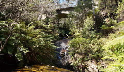 Leura Cascades Fern Bower - ACT Tourism 3