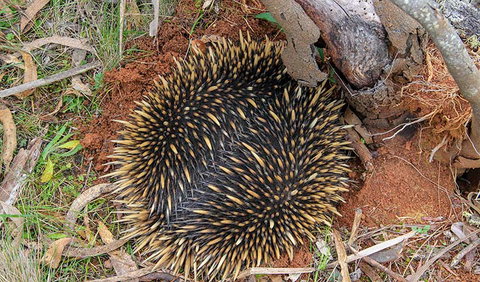 Wombeyan Waterfall Walking Track - ACT Tourism 2
