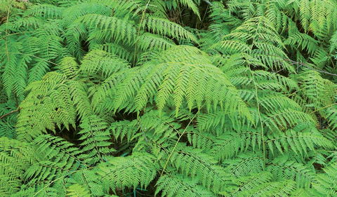 Boonoo Boonoo National Park - ACT Tourism 1