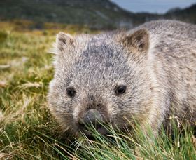 Kosciuszko National Park - ACT Tourism 1