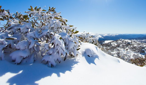 Perisher - ACT Tourism 3