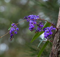 Mann River Nature Reserve - ACT Tourism