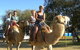 Calamunnda Camel Farm  - thumb 0