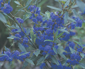Kalamunda National Park - ACT Tourism 2