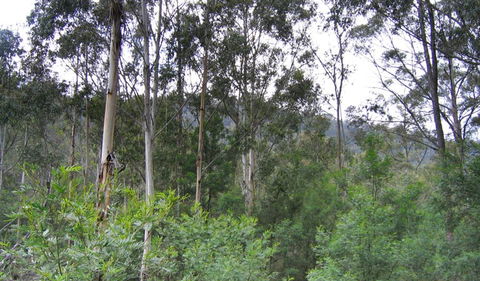 Bangadilly National Park - ACT Tourism 1