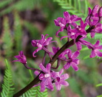 Cassinia walking track - ACT Tourism