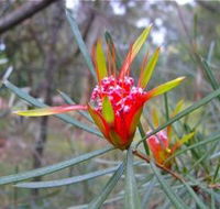 Glenbrook Native Plant Reserve and Nursery - ACT Tourism
