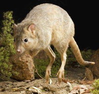Kanyana Wildlife Rehabilitation Centre - ACT Tourism