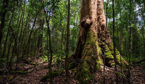 Rocky Crossing Walk - ACT Tourism 1