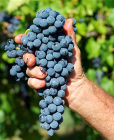 Stonehurst Cedar Creek Vineyard - ACT Tourism 5