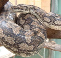 Armadale Reptile Centre - ACT Tourism