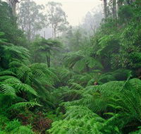 Tarra Bulga National Park - ACT Tourism