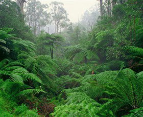 Tarra Bulga National Park - ACT Tourism 0
