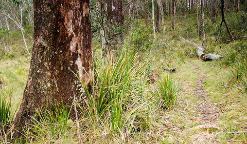 River Walking Track - ACT Tourism 1