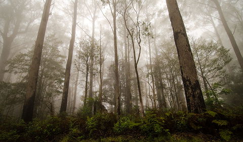 River Walking Track - ACT Tourism 2