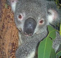 Hunter Valley Zoo - ACT Tourism