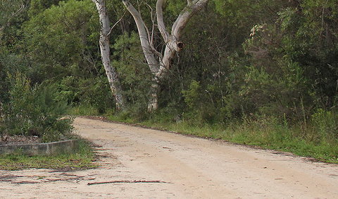 Riverview Walking Track - ACT Tourism 0