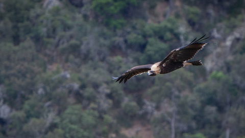 Oxley Wild Rivers National Park - ACT Tourism 2