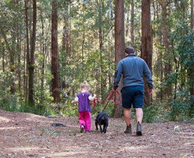 Olney State Forest - Watagan Mountains - ACT Tourism 0