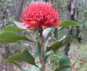 Olney State Forest - Watagan Mountains - ACT Tourism 1