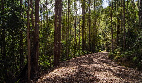 Myrtle Scrub Scenic Drive - ACT Tourism 1