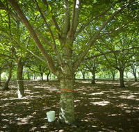 Sassafras Nuts - ACT Tourism