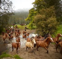 Glenworth Valley Horse Riding - ACT Tourism