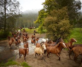 Glenworth Valley Horse Riding - ACT Tourism 0