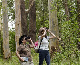 Chichester State Forest - ACT Tourism 0