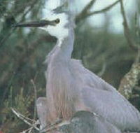 Jack Smith Lake State Game Reserve - ACT Tourism