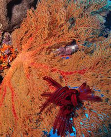 Lighthouse Bommies Dive Site - ACT Tourism 1