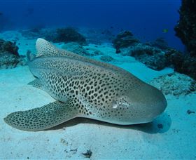 Lighthouse Bommies Dive Site - ACT Tourism 2