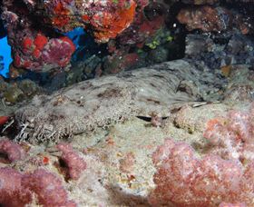 Lighthouse Bommies Dive Site - ACT Tourism 0