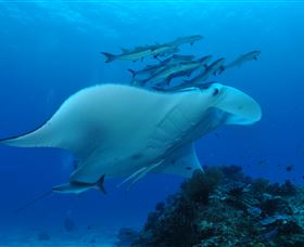 Lighthouse Bommies Dive Site - ACT Tourism 3