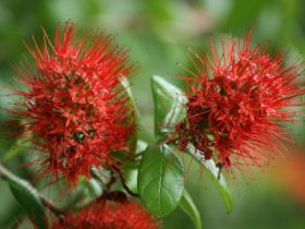 Hervey Bay Botanic Gardens - ACT Tourism 2