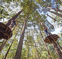 TreeTop Adventure Park Central Coast - ACT Tourism